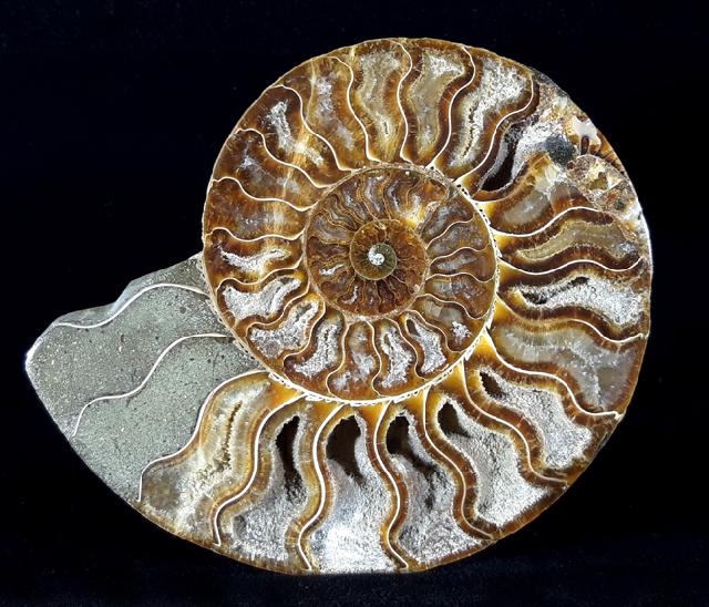 Cleoniceras (Grycia) besairiei COLLIGNON 1949 - Bild © FossNet FossilienStore